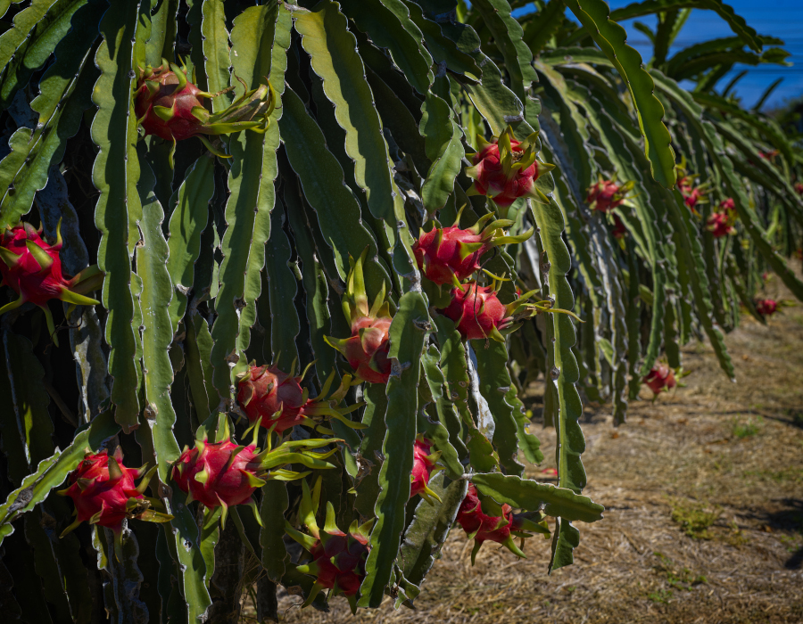 AZKGB Dragon Fruit Farm